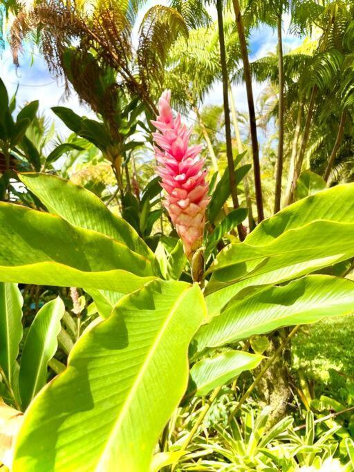 Puna Zen Botanical Garden Retreat Keaau Exterior photo